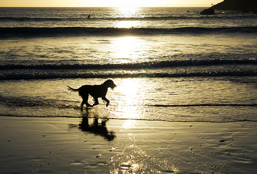 uk sunset shadow sea sky sun reflection beach dogs water beautiful silhouette photoshop canon reflections outside photography eos photo yahoo google scenery cornwall shadows view shot natural photos unitedkingdom gorgeous picture silhouettes pic adobe wikipedia dslr mikepearce cs5 flickraward