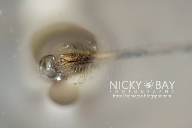 Water Scorpion (Nepidae) - DSC_4129