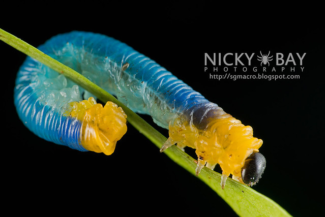Sawfly larva (Symphyta) - DSC_9721