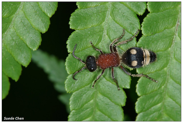 絨蟻蜂 Mutilla pungens