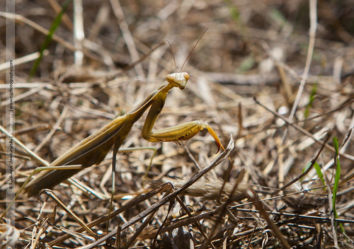 nature grass yellow canon mantis spain eyes bokeh praying claw twig l 5d usm twigs ff f28 ef claws menorca antennae mkii minorca 2470 yabbadabbadoo 5d2
