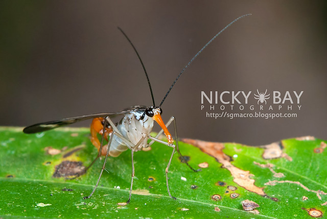 Scorpionfly (Mecoptera) - DSC_6217