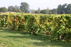 Ickworth Vineyard