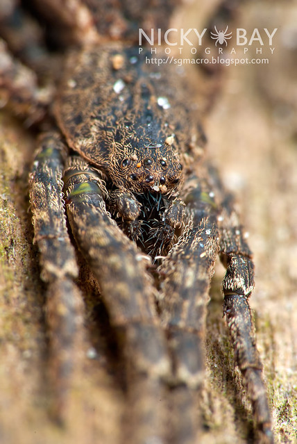 Crab Spider (Thomisidae) - DSC_2978