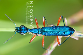 Tiger Beetle (Neocollyris emarginata) - DSC_2381
