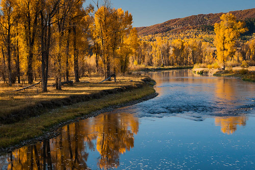 autumn reflection tree water river colorado cottonwood steamboatsprings yampa