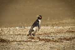 Sphenisciformes
-Penguins