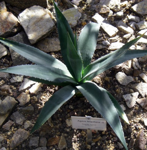 Agave tequilana 8075961106_4d9fb90773_o