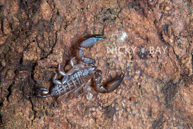Scorpion (Liocheles australasiae?) - DSC_0728