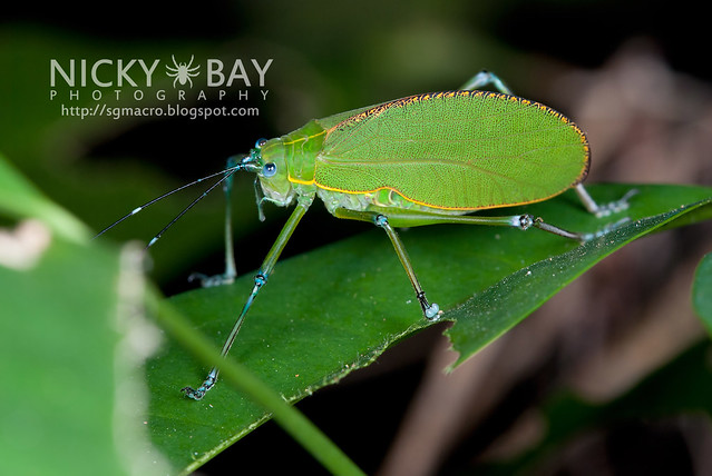 Katydid (Tettigoniidae) - DSC_9365