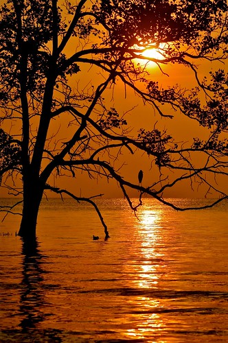 sea reflection crane silhouettes goldenjohor malaysiamuar sunsunsettreewest
