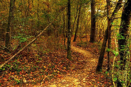 autumn leaves forest river little path canyon trail littlerivercanyon lookoutmountain pathway dekalbcounty cherokeecounty fortpaynealabama littlerivernationalpreserve blanchealabama