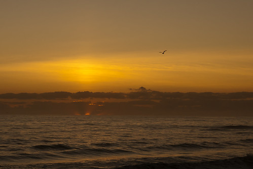 sea sun beach sunrise coast october day cloudy head seagull sony northcarolina coastline alpha 700 tamron atlanticocean nags tamronlens tamron1750 tamronspaf1750mmf28xrdiiildasphericalif lightroom3 sonya700 sonyalpha700 sony700