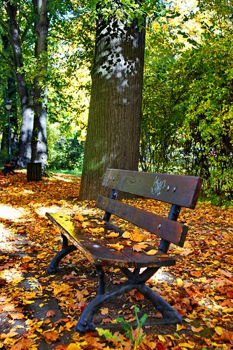 park autumn tree fall leaves germany deutschland seat saxony laub herbst bank sachsen baum chemnitz schlossteich