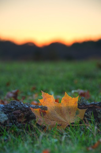 sunset leaf nikon massachusetts photomatix millis d7000 afsdxvrzoomnikkor18200mmf3556gifedii oakgrovefarm