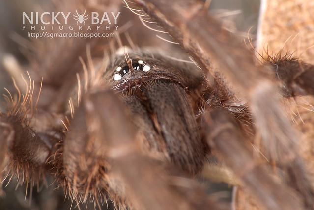 Tarantula (Phlogiellus inermis) - DSC_0661