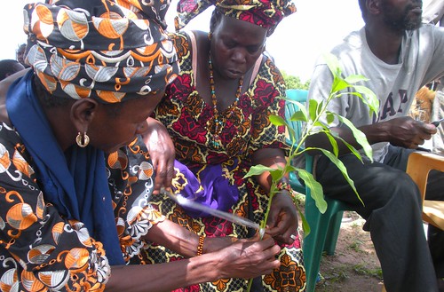 Two women practice grafting a mango plant.