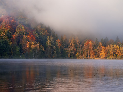 morning light lake nature fog forest woods foggy slovenia bled jezero blejsko