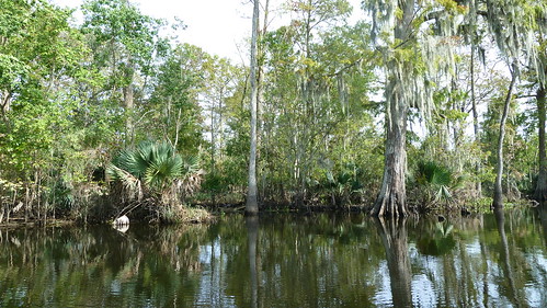 louisiana swamp cajun laplace baldcypress cajunprideswamptour