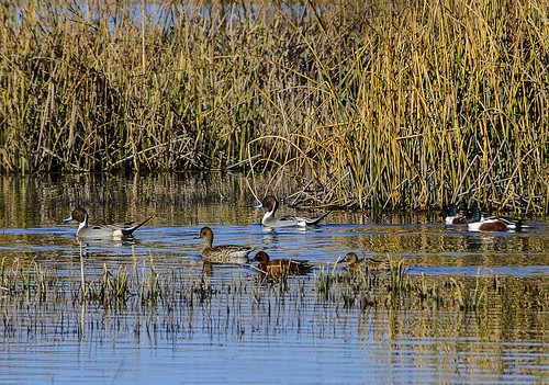 california county ca pacific teal ducks wetlands sacramento northern shoveler sprig flyway pintail yolo