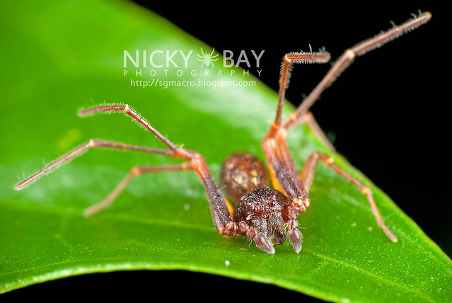 Crab Spider (Thomisidae) - DSC_8305