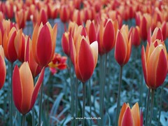Dutch Tulips, Keukenhof Gardens, Holland - 0780