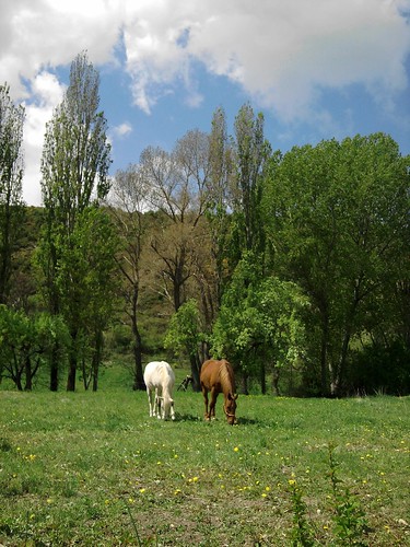 trees horses primavera field caballos spring spain árboles huesca campo pirineo aragón pirineoaragonés natureplus esàña navasa