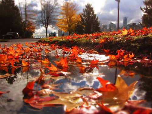 park autumn fall leaves vancouver stanley ringofexcellence dblringexcellence