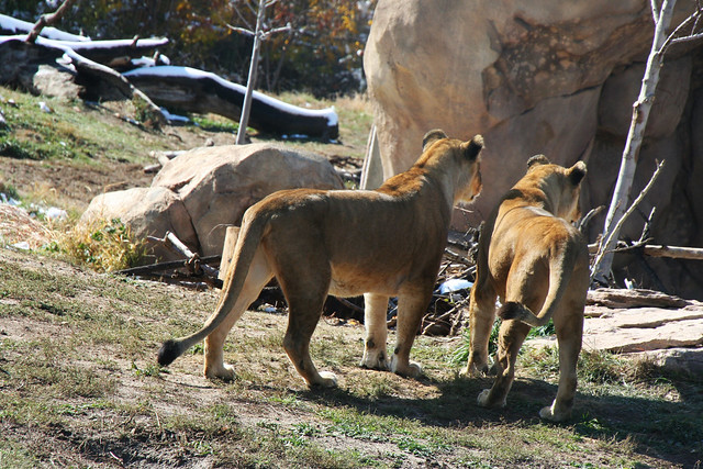 Lionesses at the Denver zoo