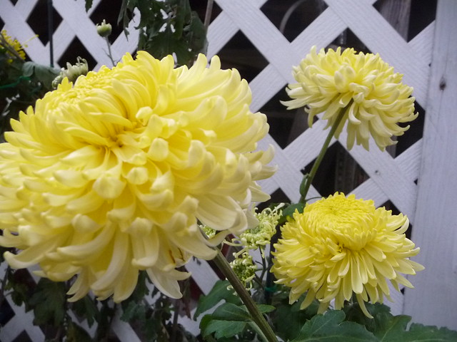 秋来庭院赏菊花