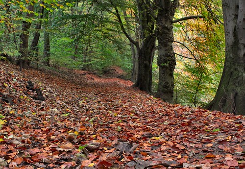 autumn trees fall nature woodland lowperspective eos50d nondesigner nd59 tpwoods copyrightmmee