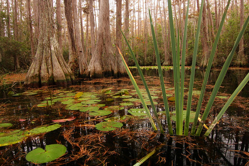 nature georgia swamp okefenokee
