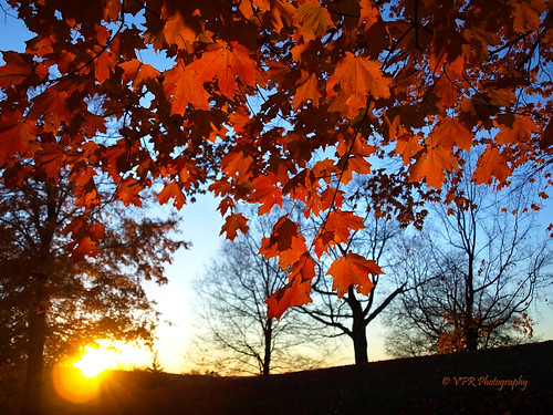 autumn trees sunset tree fall colors leaves silhouette golden leaf maple october colorful ray branch glow tn sundown dusk tennessee branches silhouettes southern flare translucent glowing vein rays veins thesouth limbs limb clarksville backlighting lateafternoon sugarmaple settingsun springstreet backlighted montgomerycounty mcclurestreet smithtrahern