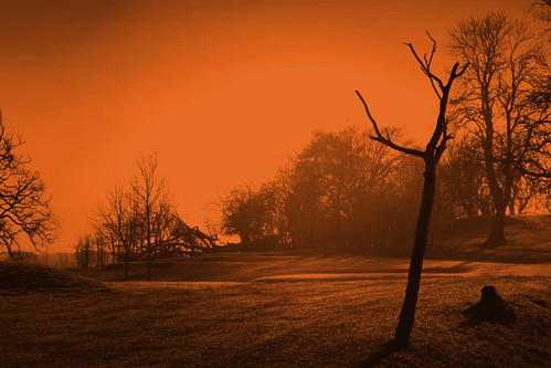 trees orange tree halloween fog glasgow foggy eerie creepy spooky happyhalloween linnpark