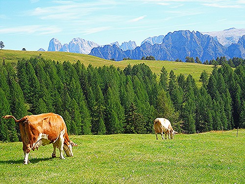 nature montagne landscape natura paesaggi trentino dolomiti mucche mfcc pascoli valdifassa 100commentgroup olétusfotos virgiliocompany