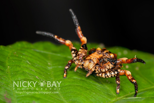 Bird Dung Crab Spider (Phrynarachne sp.) - DSC_7733