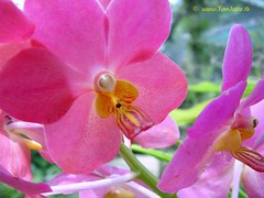 Sainamphung Orchids Farm, Chiang Mai, Thailand - 2993