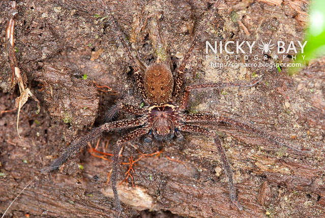 Huntsman Spider (Sparassidae) - DSC_0525