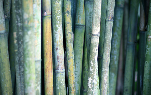 wallpaper bamboo 1920x1200
