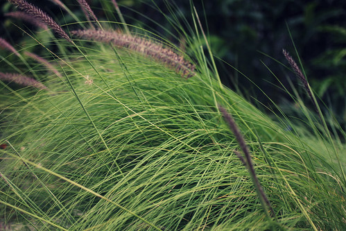 india green nature grass closeup 35mm canon garden bokeh fresh coorg 60d anupamkamal