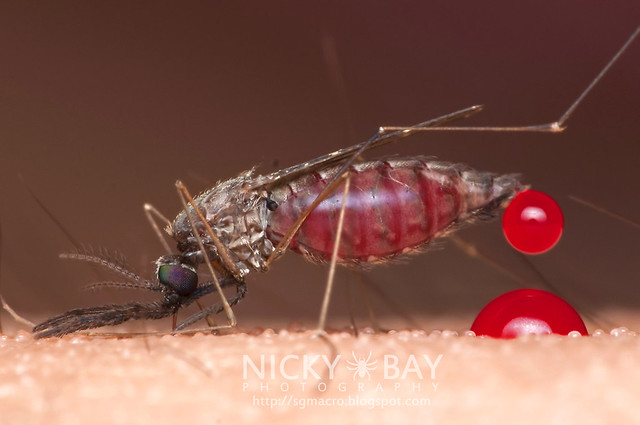 Mosquito sucking my blood (Culicomorpha) - DSC_2197