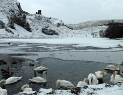 Swans in front of St Anthony's Chapel