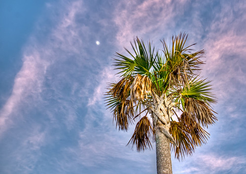 sunset sky moon tree florida palmtree