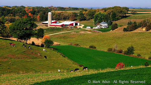 autumn red green wisconsin barn landscape gold corn cows fields dairy alfalfa glacial familyfarm driftless markadsit