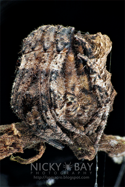 Tree Stump Orb Weaver (Poltys sp.) - DSC_5118