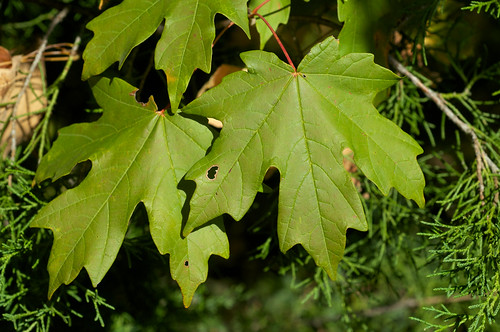 tree green leaf acer sugarmaple acersaccharum deciduoustree sapindaceae