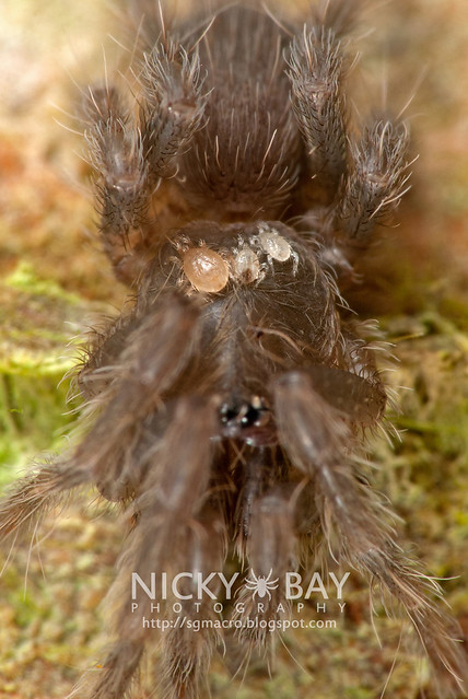 Baby Tarantula with mites (Theraphosidae) - DSC_0467