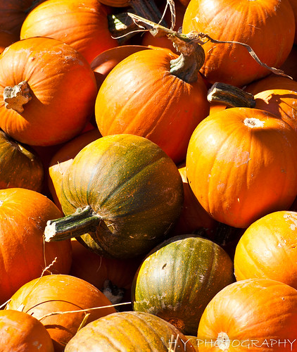 autumn ontario canada nikon pumpkins tamron tamron90mm pickering fallcolours nikond90