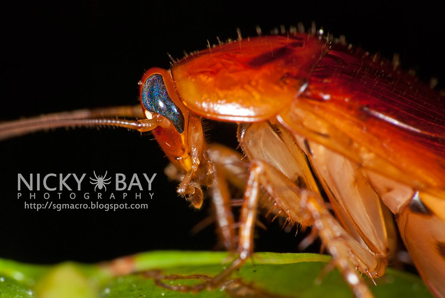 Cockroach (Blattodea) - DSC_0383
