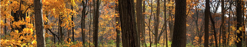 autumn trees light ohio panorama sunlight fall forest woodland moving woods wind cincinnati pano twinkle trunks backlighting sharonwoods distanthill beginnerdigitalphotographychallengewinner
